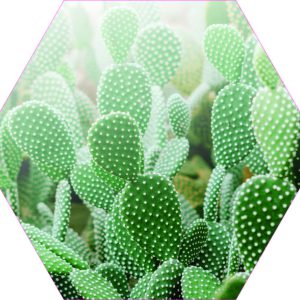 hexagon cactus