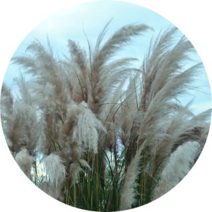 Pampas gras