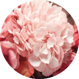 Muurcirkel Pink Ladie flowers