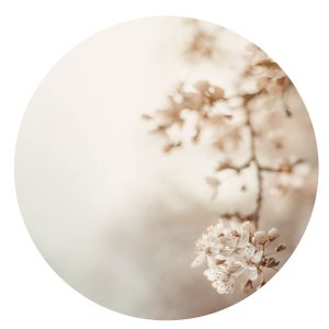 Muurcirkel White blooming small