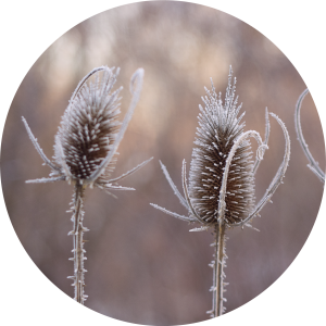 Dry thistle