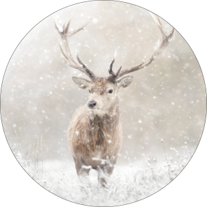 Deer in snow