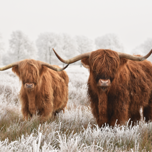 Highlanders in snow