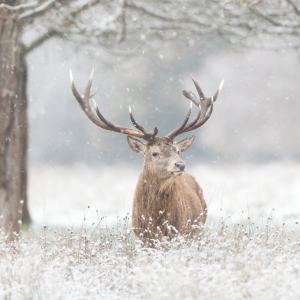 Deer in snow