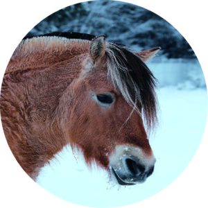 Horse in snow