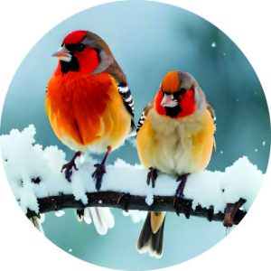 Vogels in sneeuw