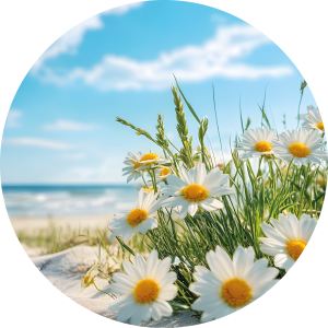 Daisies