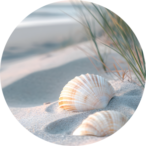 Strand schelpen