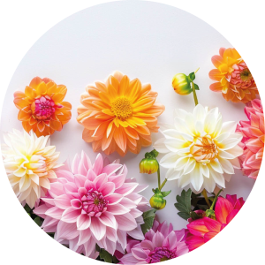 Happy dahlia 3
