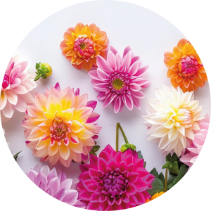 Happy dahlia 2