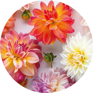 Happy dahlia 1