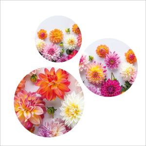 Happy dahlia 3