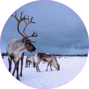 Eland