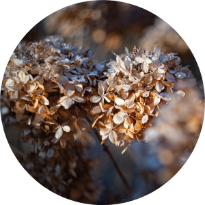 Dried brown flowers