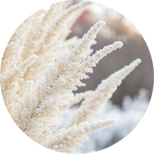 Dried pampas