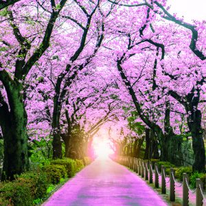 Doorgang Pink