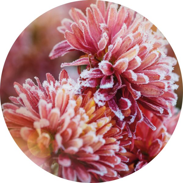 Frozen flowers pink