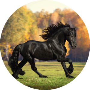 Black horse