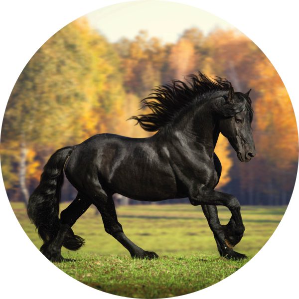 Black horse