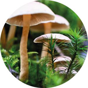 Paddenstoelen