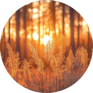 Sunset Forest