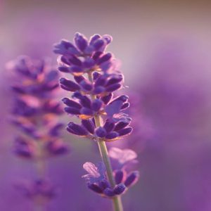 Lavendel