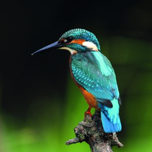 Ijsvogel