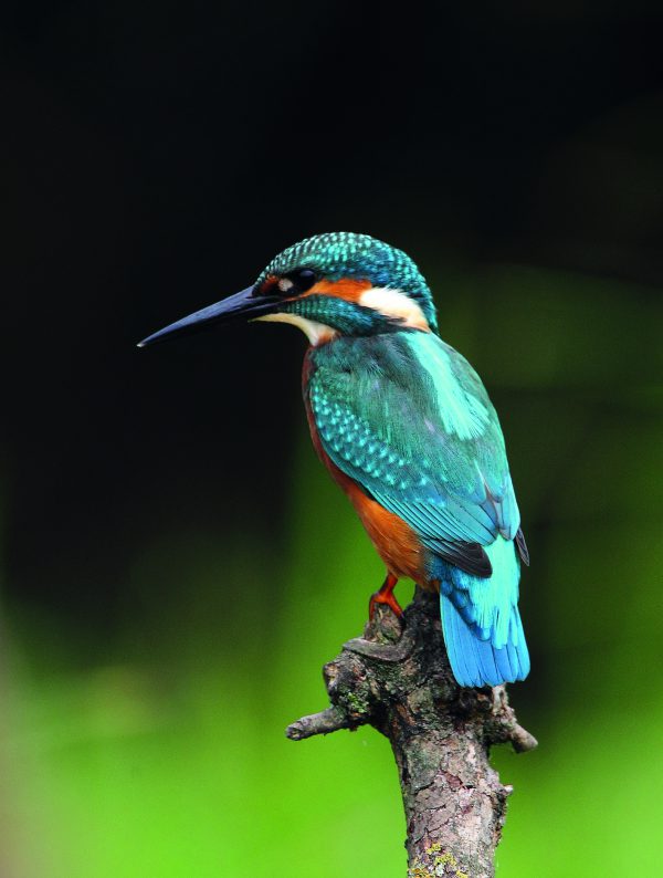 Ijsvogel