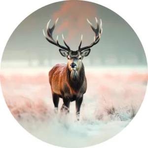 Deer in snow