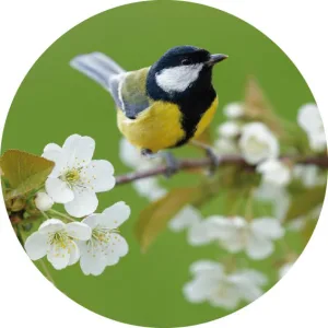 Vogel