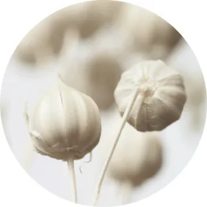 White plants