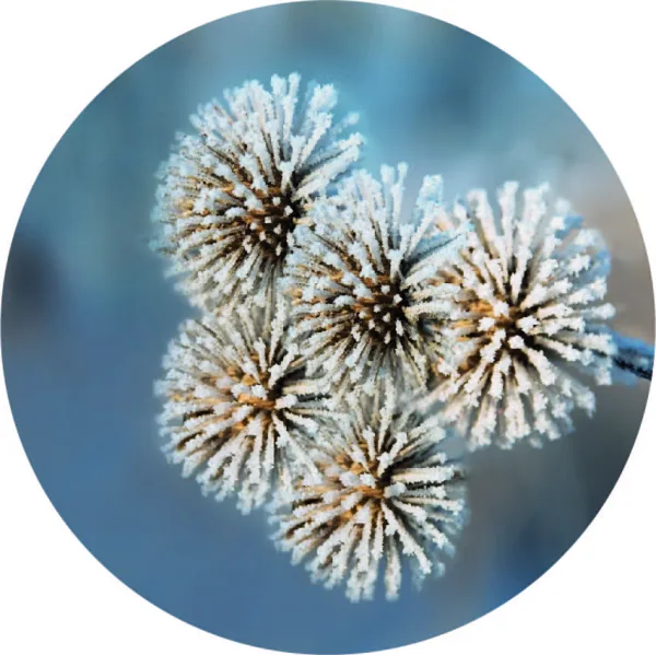Winter distel