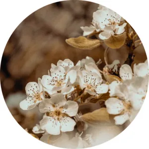 Beige flowers