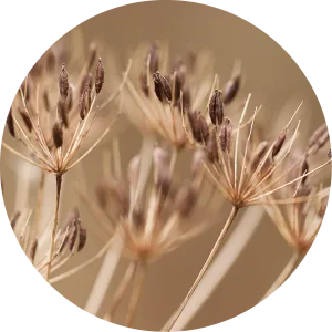 Gedroogde plant