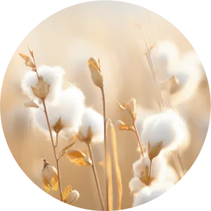 Cotton