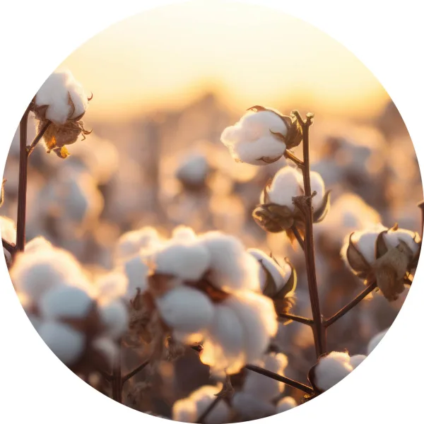 Cotton