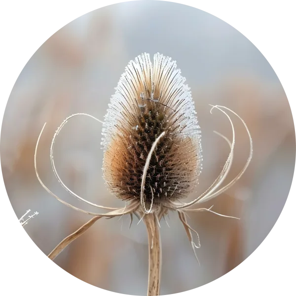 Distel