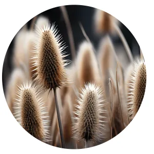 Distels