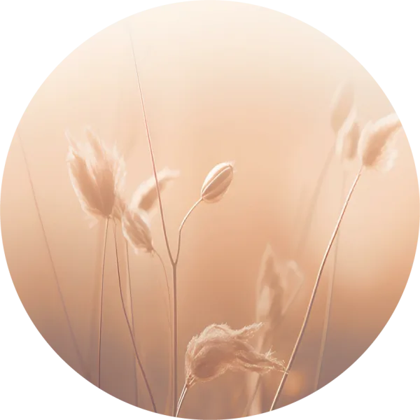 Dry flowers 2