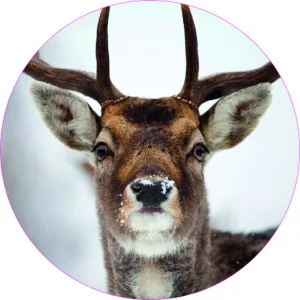 Close up deer