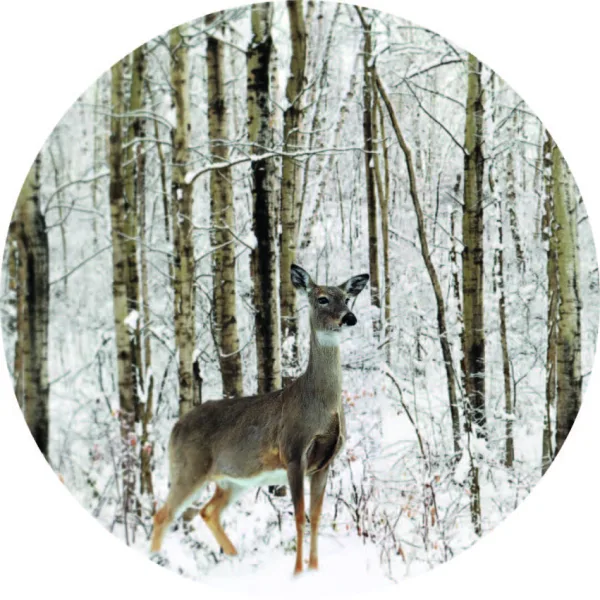 Hert winter bos