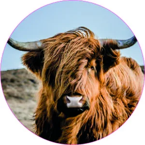 Highlander