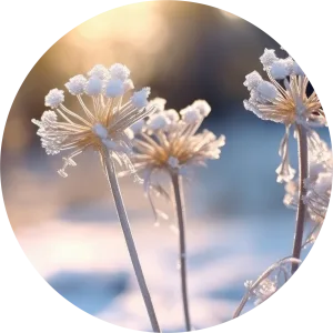 Winter flowers ice