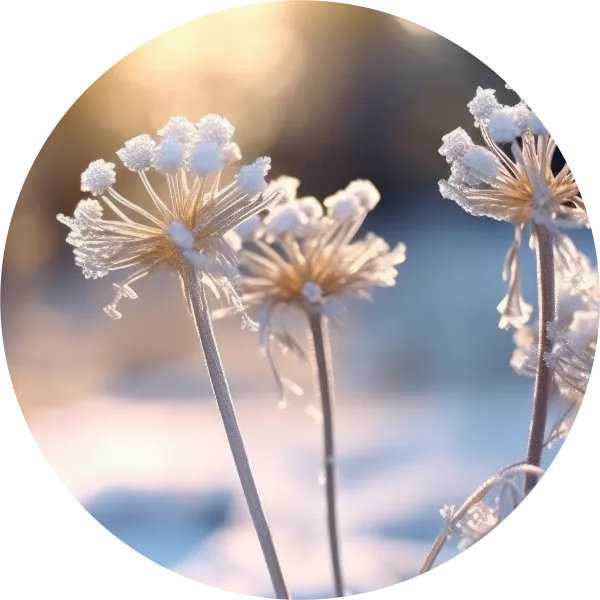Winter flowers ice