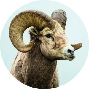 Ram