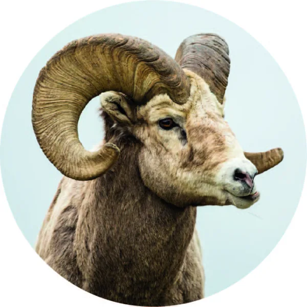 Ram