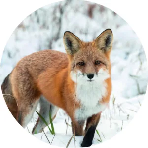 Fox in snow