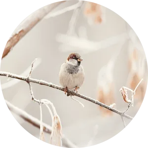 Winter vogel