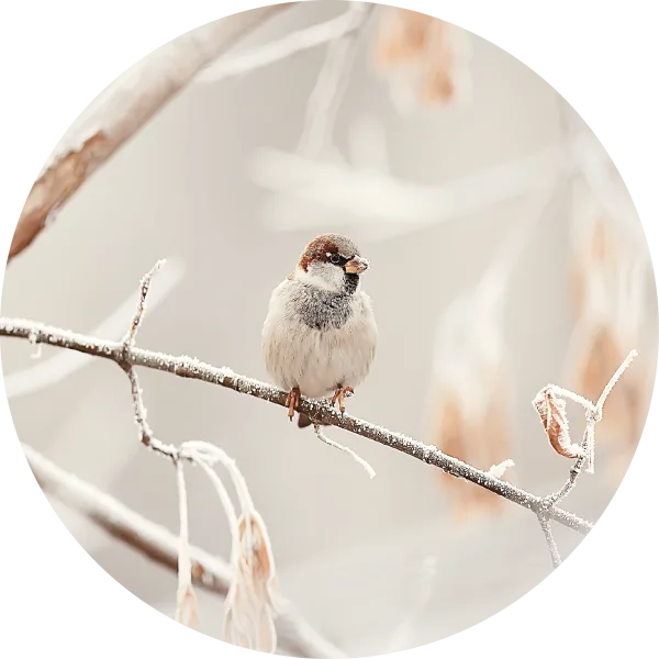 Winter vogel