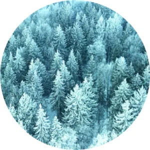Winter forest